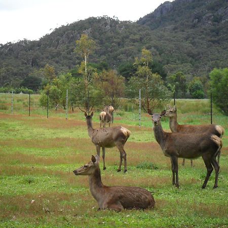 Grampians Chalets Villa Halls Gap Buitenkant foto