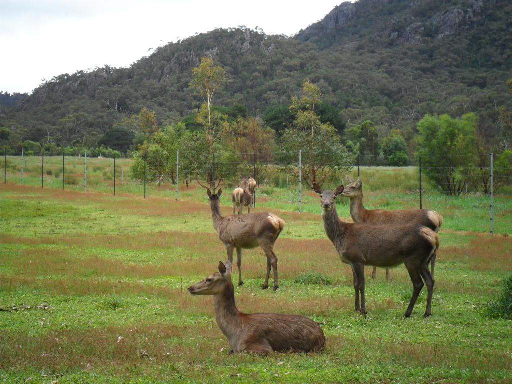 Grampians Chalets Villa Halls Gap Buitenkant foto