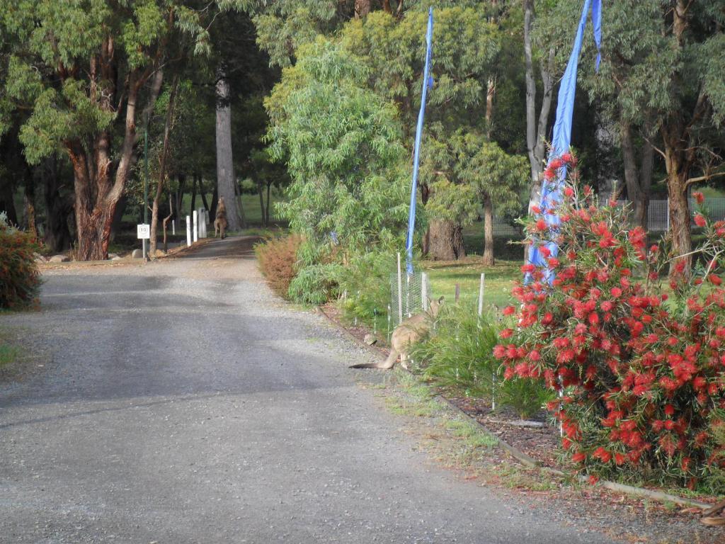 Grampians Chalets Villa Halls Gap Buitenkant foto