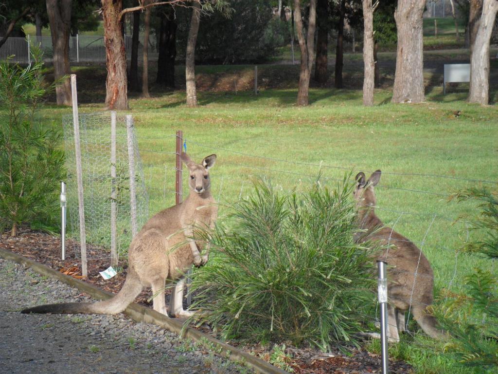 Grampians Chalets Villa Halls Gap Buitenkant foto