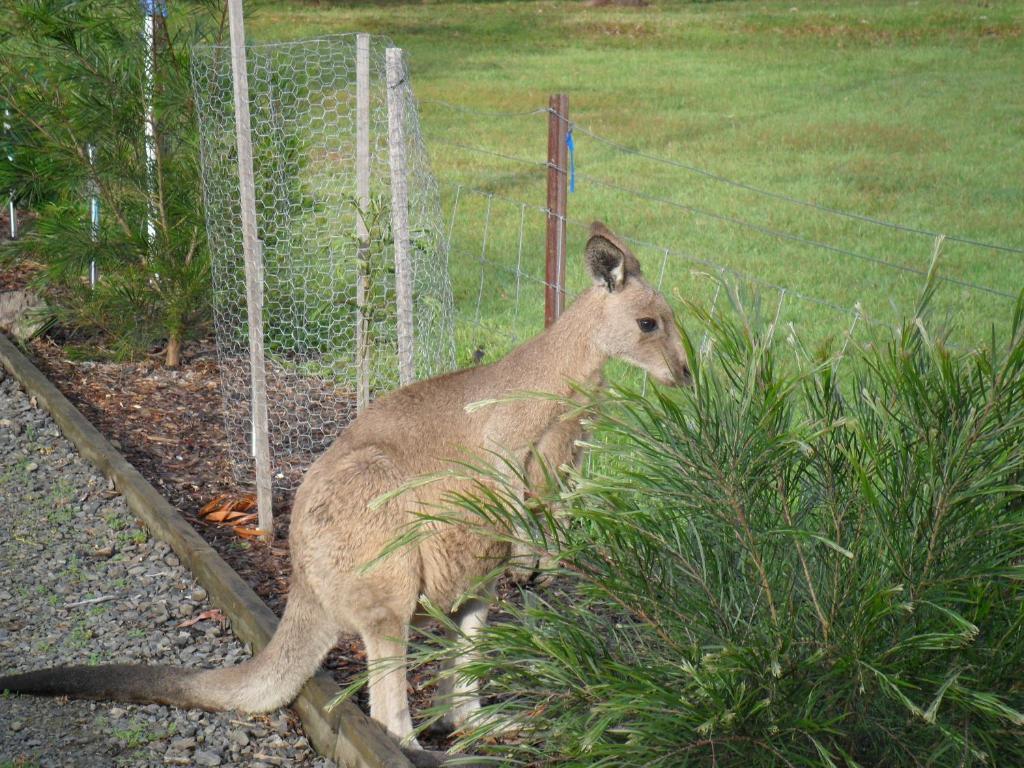 Grampians Chalets Villa Halls Gap Buitenkant foto